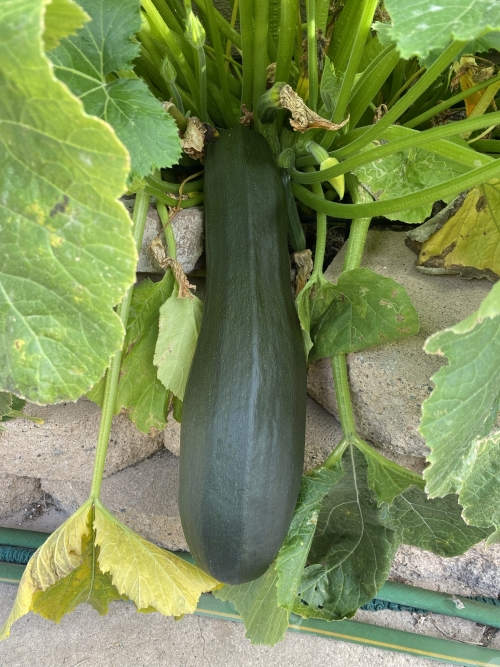 Giant zucchini miraculous appearance 
