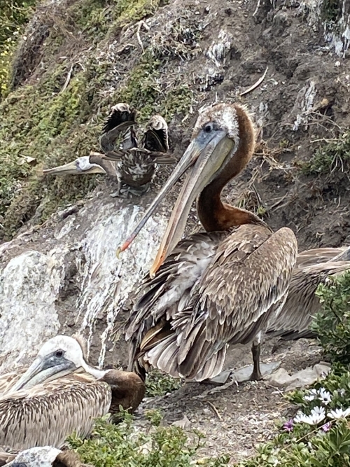 Pelicans at play 