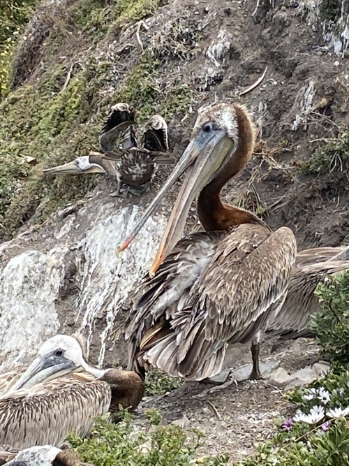 Pelicans at play
