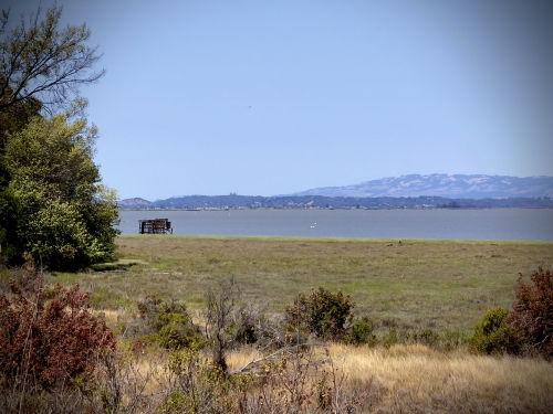 landscape scene overlooking an expansive field of green growth with water behind it and mountains in the far distance.