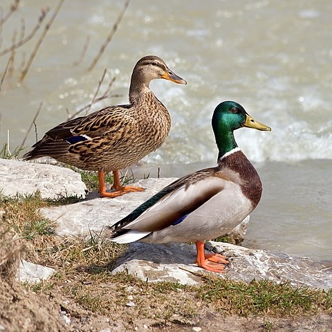 Female and male mallards, by Richard Bartz (Canon EF 70-300mm f/4-5.6 IS USM Lens - Own work, CC BY-SA 2.5, https://commons.wikimedia.org/w/index.php?curid=6449086)