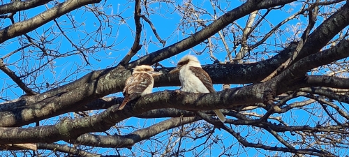 Laughing Kookaburras