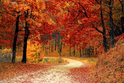 small road through a forest of trees with orange and yellow leaves, from https://www.pexels.com/