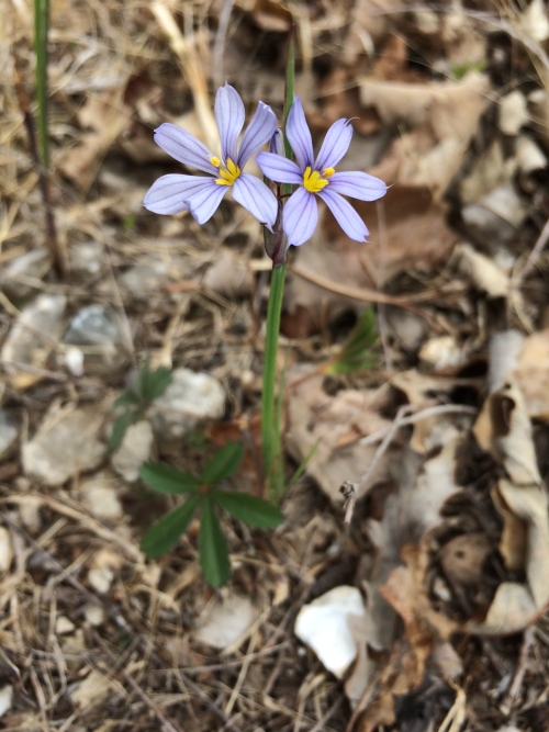 Bloom where you are planted.