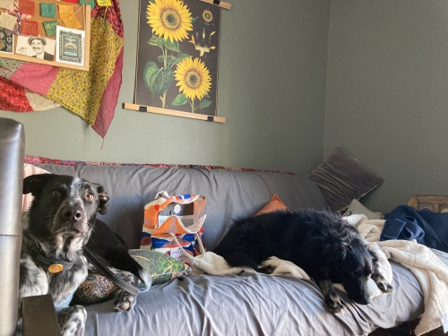 Two dogs on a sofa in my office enjoying life 