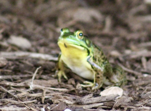 Peepers have arrived!  (ok this is not a peeper but it is a frog living in my pond) 