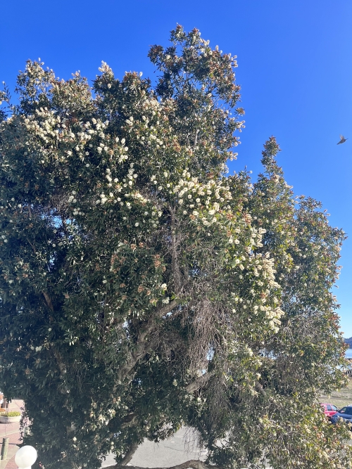 A large deciduous green tree with creamy golden furry blossoms stands against a vivid blue sky. A hummingbird darts off to the right of the tree.