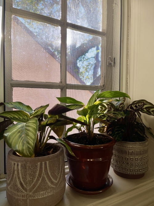 Three plants on a small windowsill with sunshine in the background.