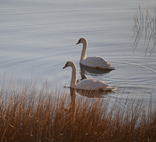 Swans
