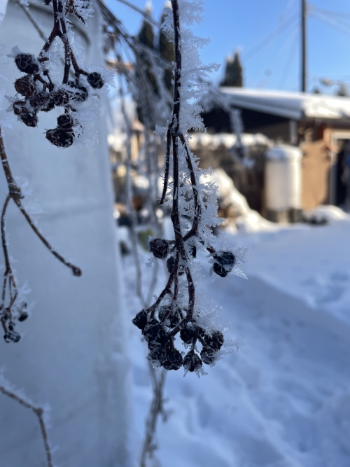 Hoar frost was beautiful today