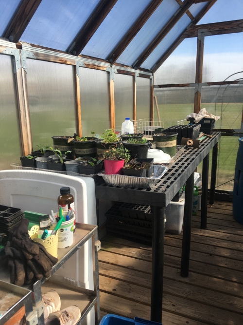 Greenhouse that volunteers helped, clean and organize.