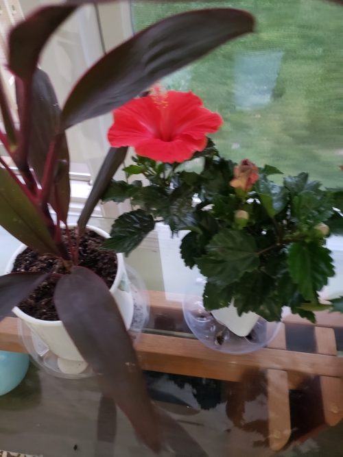 My Hibiscus in bloom represents my outlook today