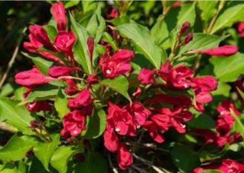 The Weigela  I just planted