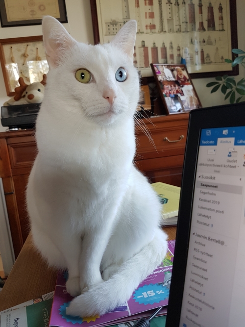 My Cat Lumikko helping me to do my work at home