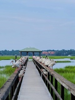 Spoonbills and Ibis morning party