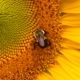 Profile picture for user Sally-gratitude